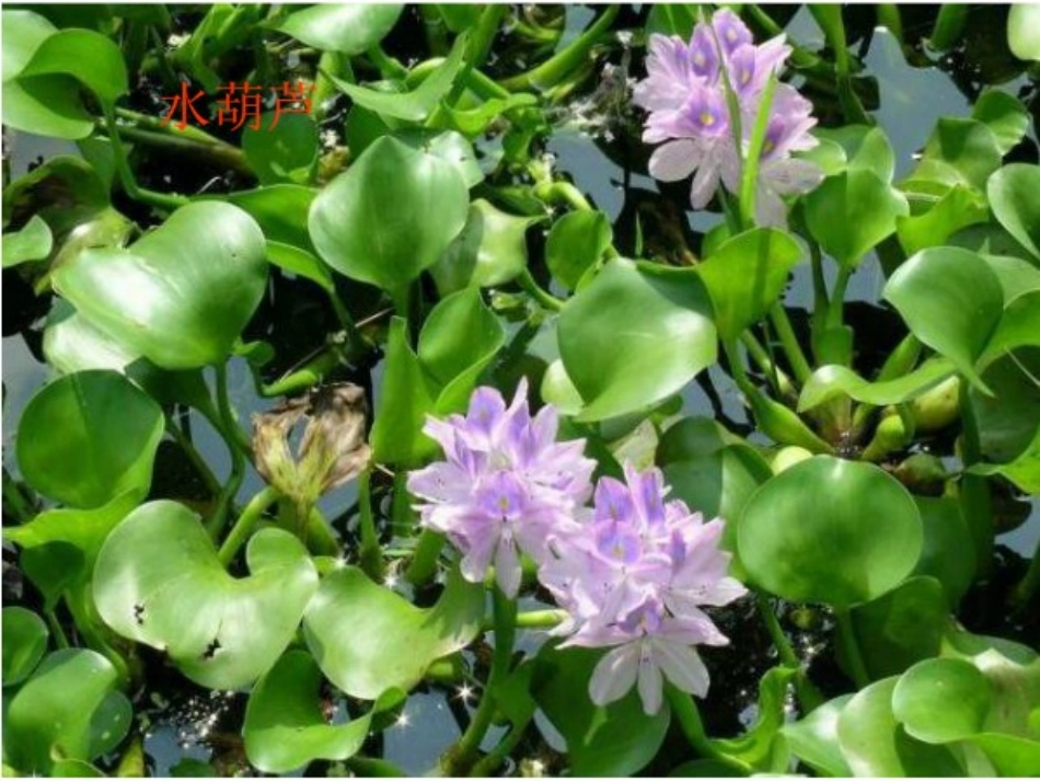 观察水生植物_第3页