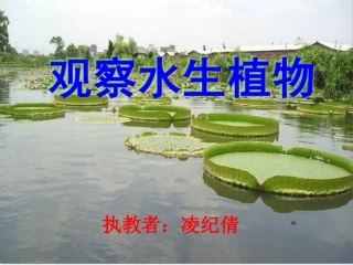 观察水生植物