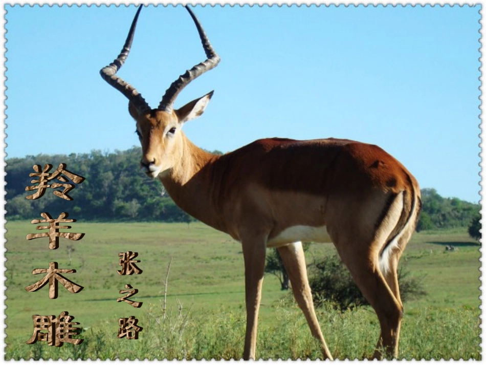 羚羊木雕课件_第2页