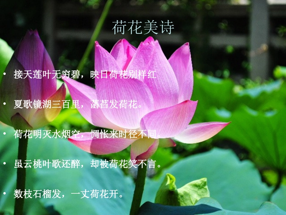 课件《荷塘旧事》_第2页