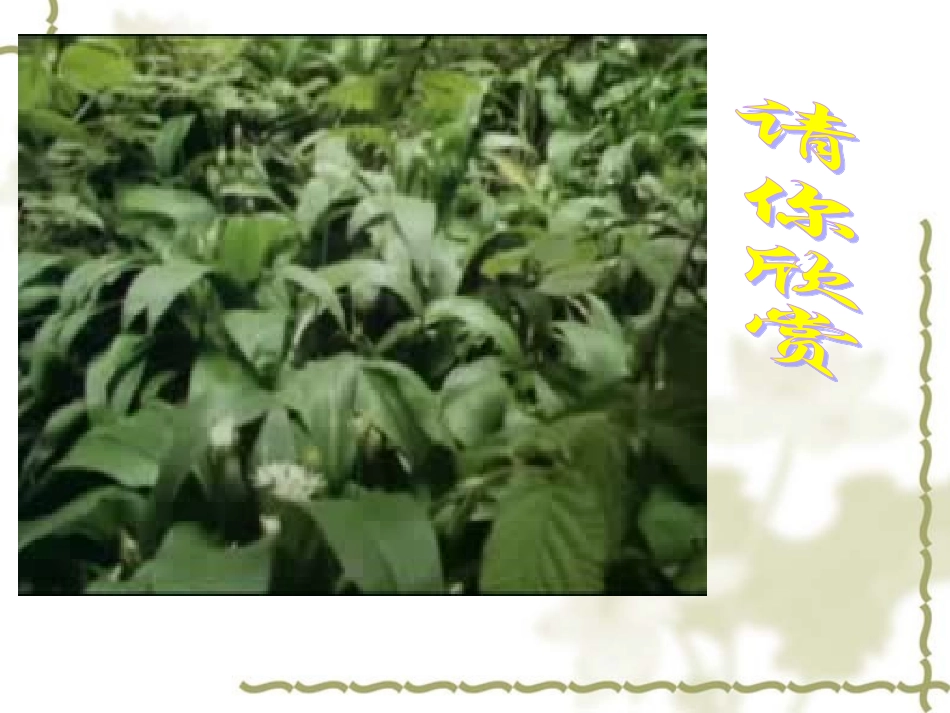 植物的生殖课件_第3页