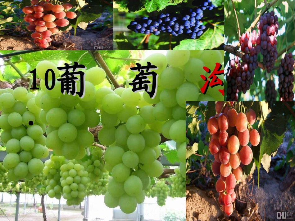 葡萄沟课件 (2)_第2页