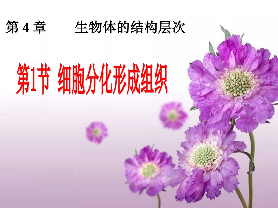 初中细胞分化_第1页