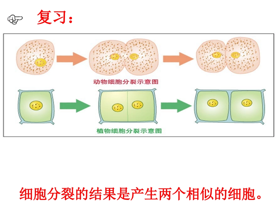 初中细胞分化_第2页
