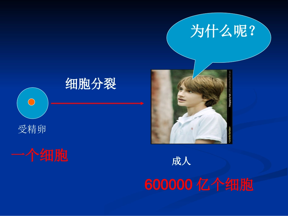 初中细胞分化_第3页