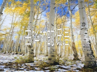 白桦林的低语课件（北师大版六年级语文上册课件）