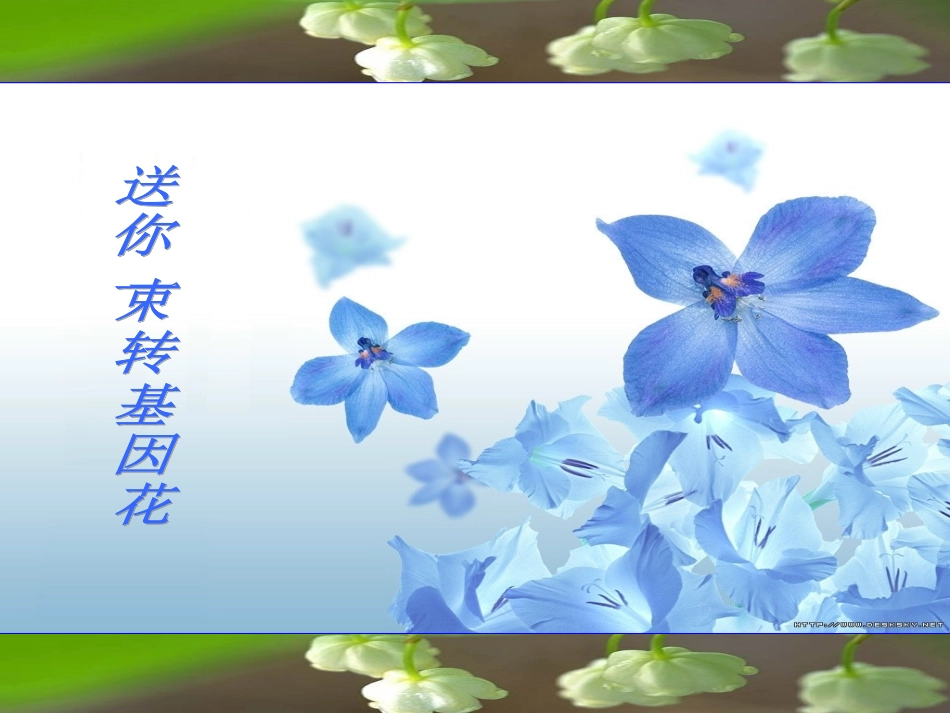 送你一束转基因花_第1页