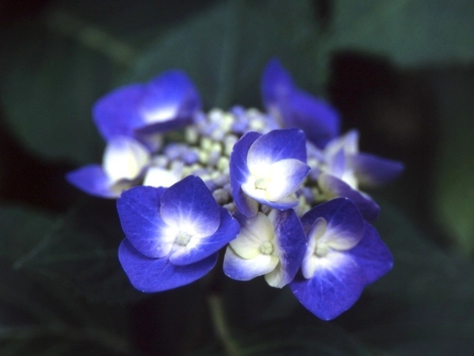 送你一束转基因花_第3页