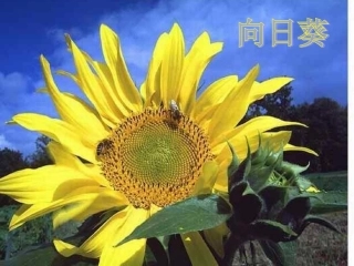 初中美术_课件_向日葵[1]