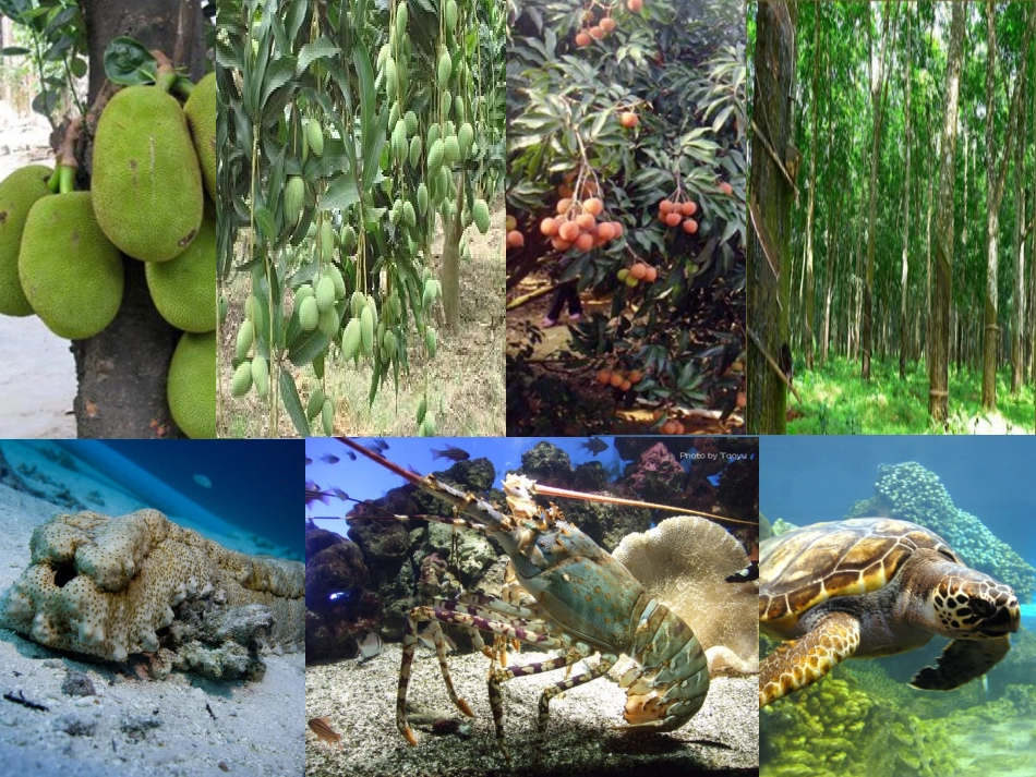 南海上的明珠 (2)_第3页