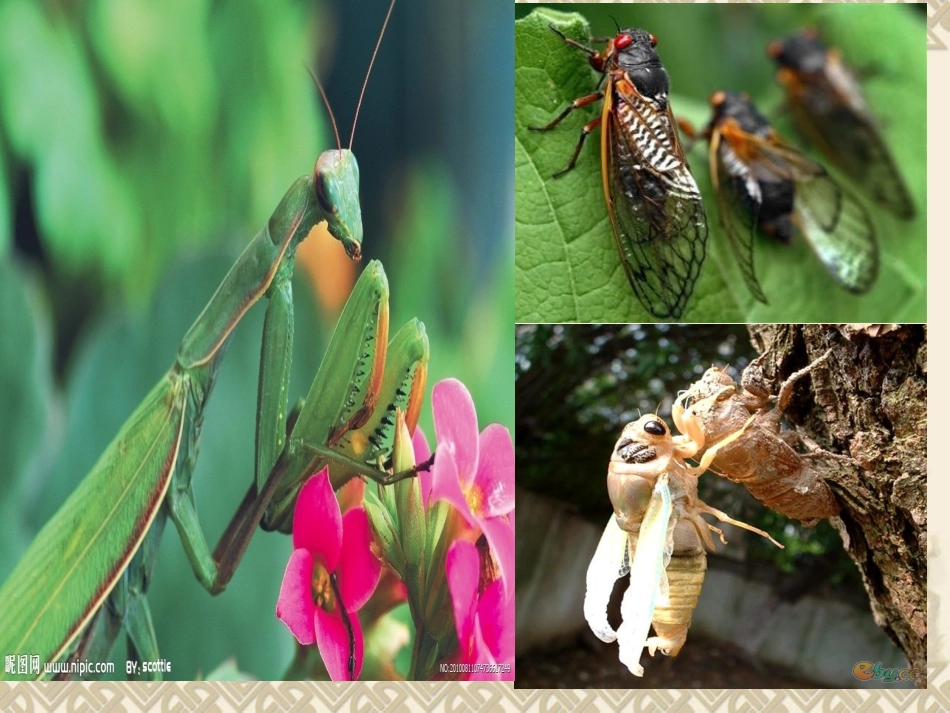 螳螂捕蝉(课件) (2)_第2页