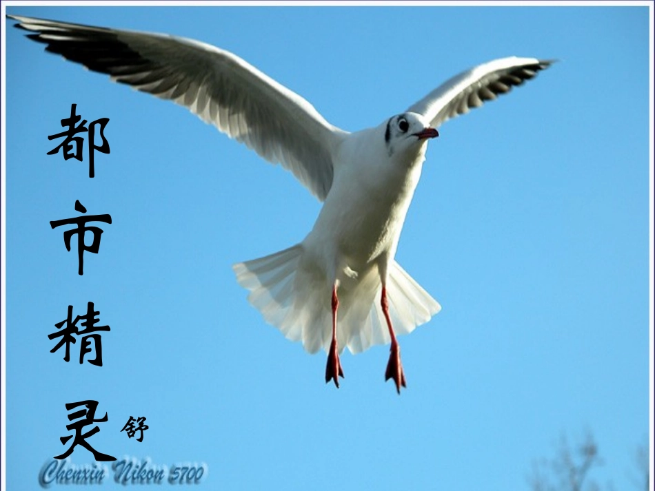 都市精灵 (2)_第1页
