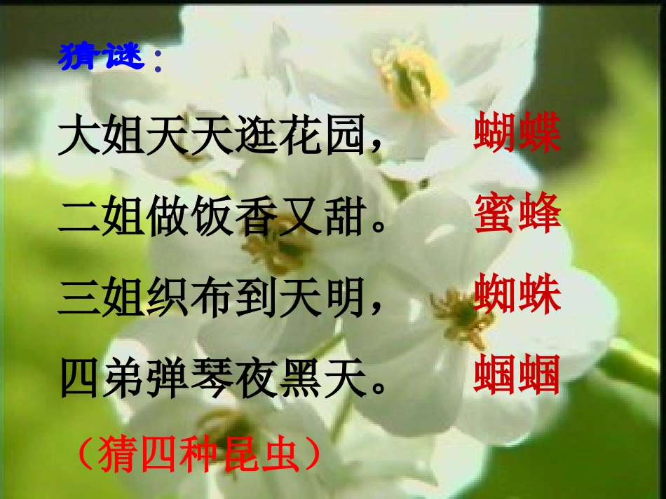 绿色蝈蝈公开课课件_第1页