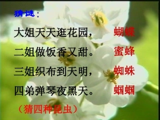 绿色蝈蝈公开课课件