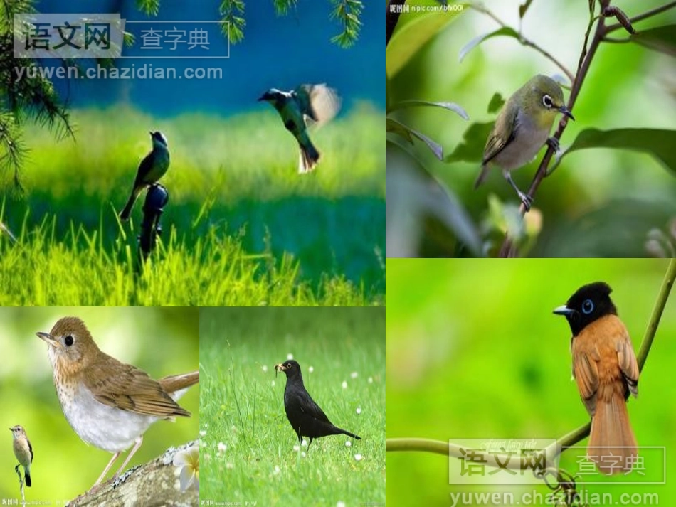 鸟儿的侦察报告 (2)_第2页