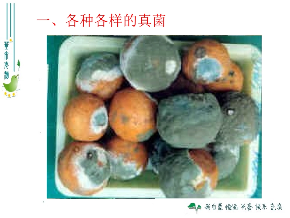 2013版八上543真菌_第3页