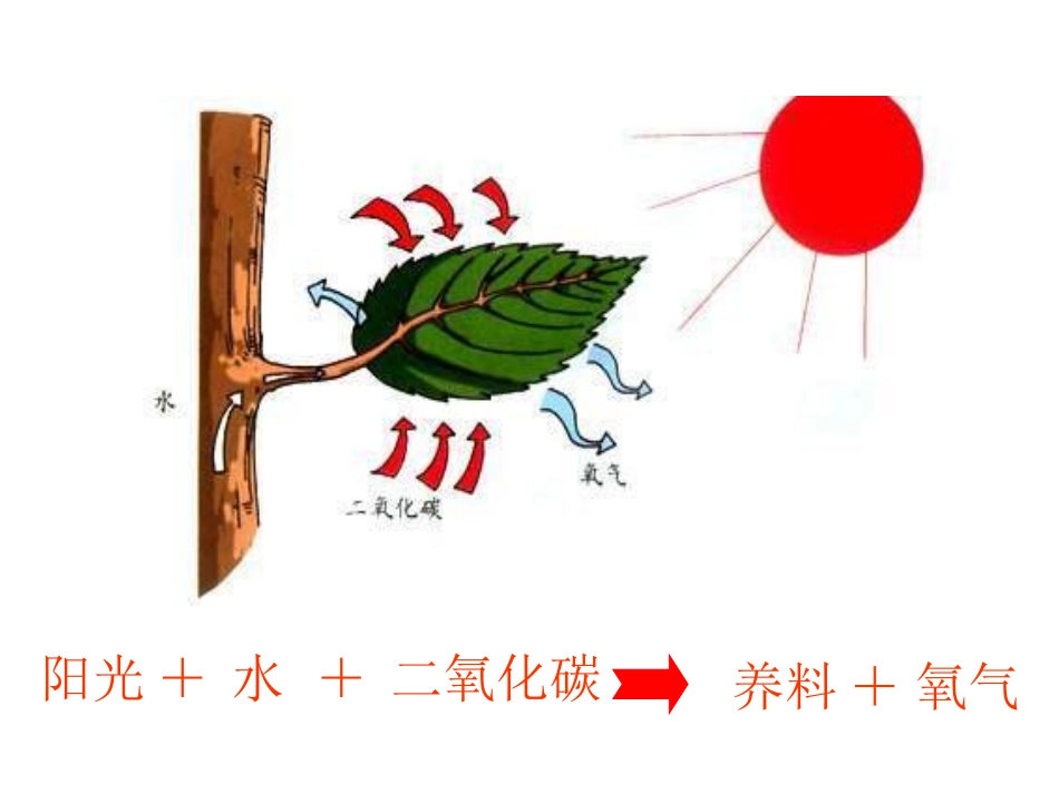 小学科学植物怎样生存_第3页