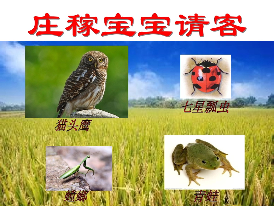 庄稼宝宝请客（害虫和益虫）_第1页