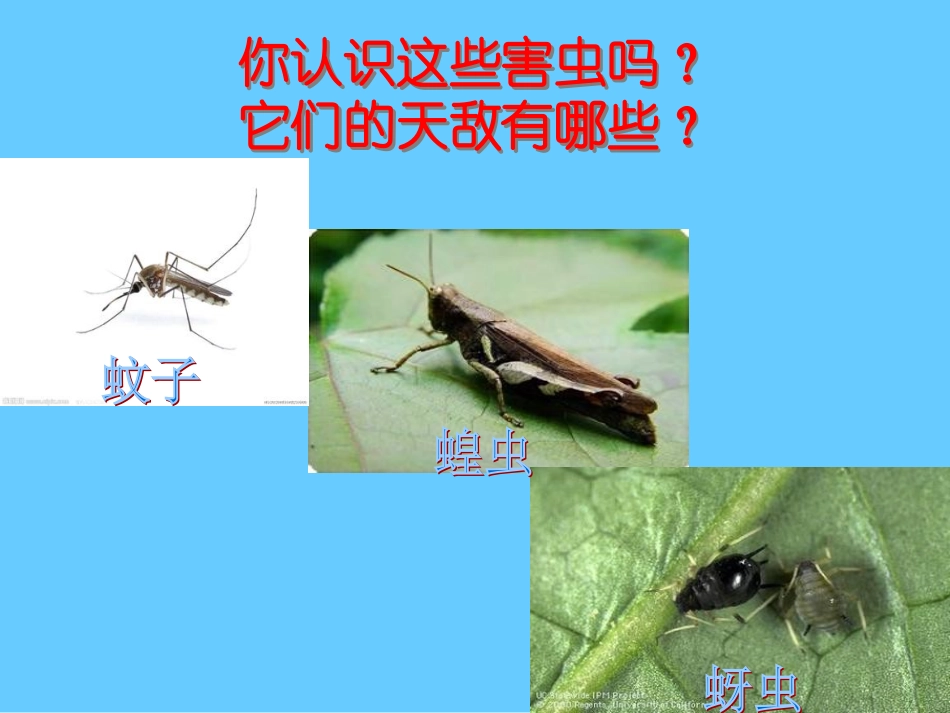 庄稼宝宝请客（害虫和益虫）_第2页