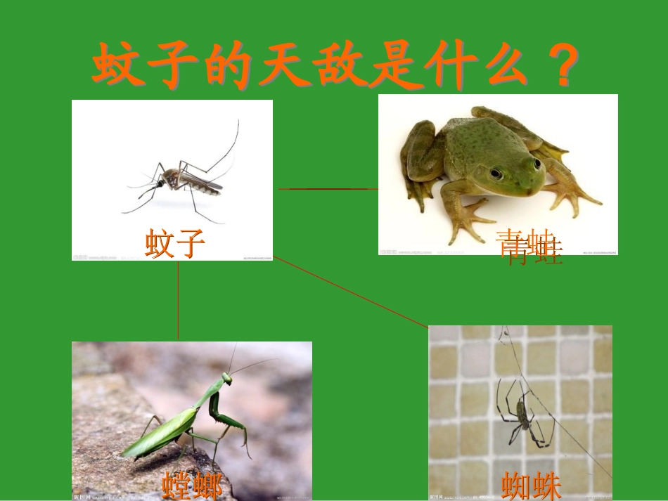 庄稼宝宝请客（害虫和益虫）_第3页