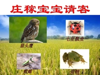 庄稼宝宝请客（害虫和益虫）