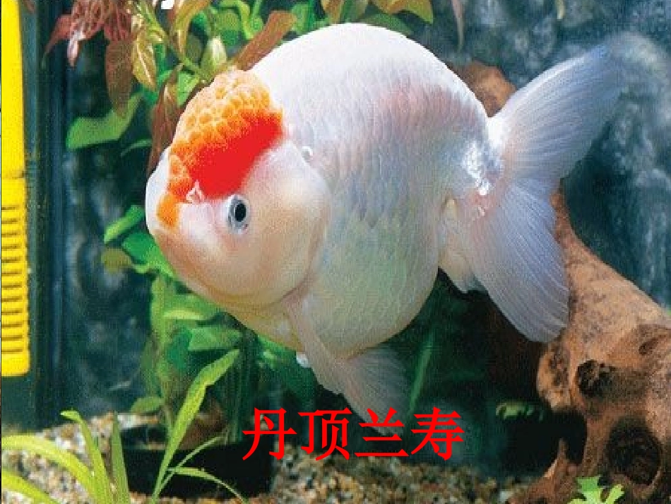 金鱼教学课件_第2页