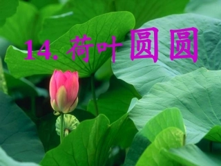 荷叶圆圆课件