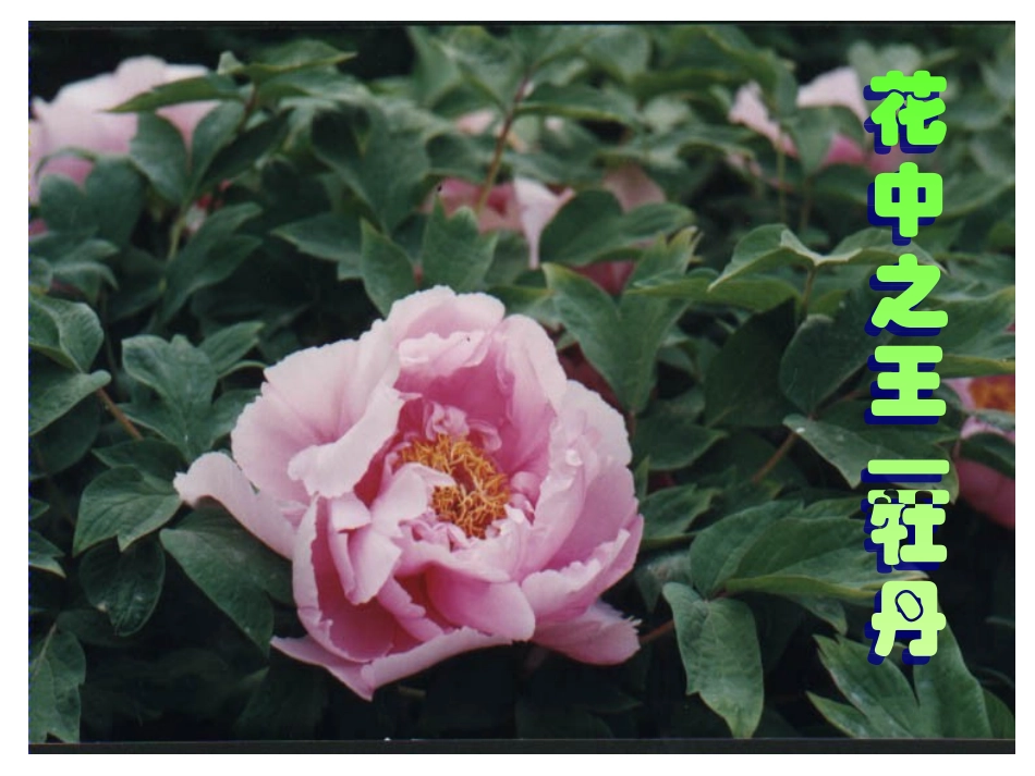 初中生物《植物的开花和结果》课件_第2页