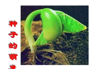 四下二5种子的萌发(1)