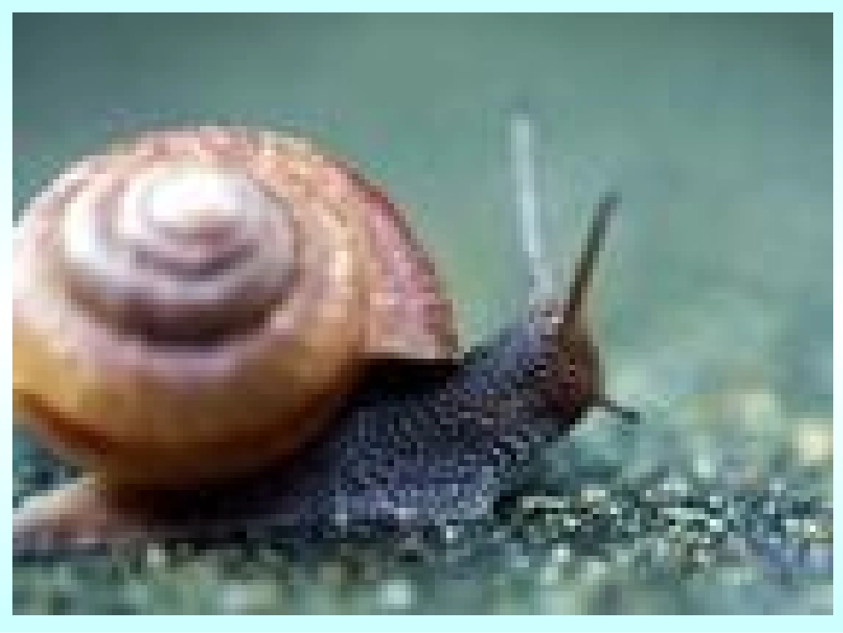 人教版小学六年级数学下册_比例尺的意义课件_第2页