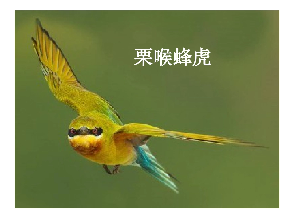 人教版八下第一章第四节鸟的生殖和发育（共50张PPT）_第2页