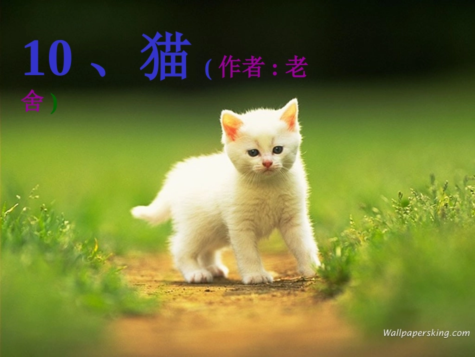 老舍《猫》课件_第1页