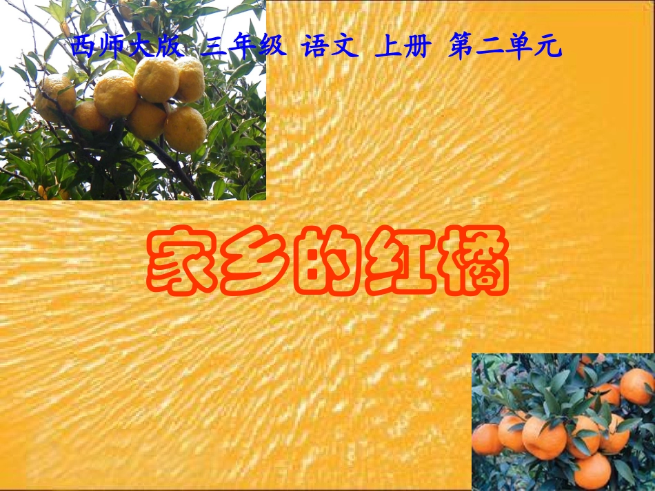 （西师大版）三年级语文上册课件家乡的红橘2_第1页