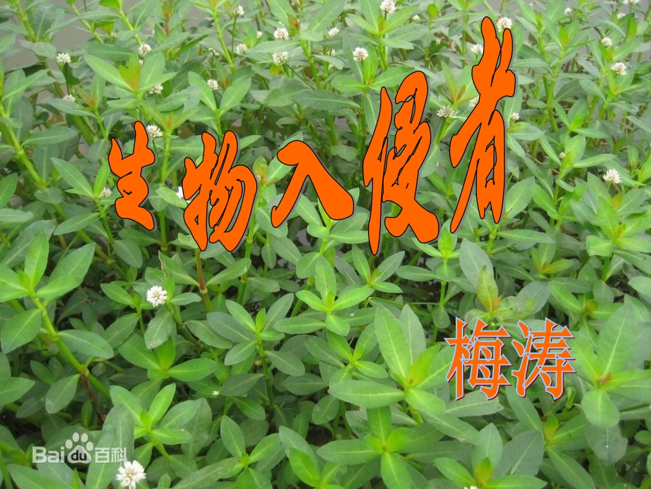 生物入侵者PPT_第1页