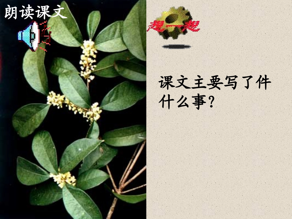 桂花雨课件课件_第3页