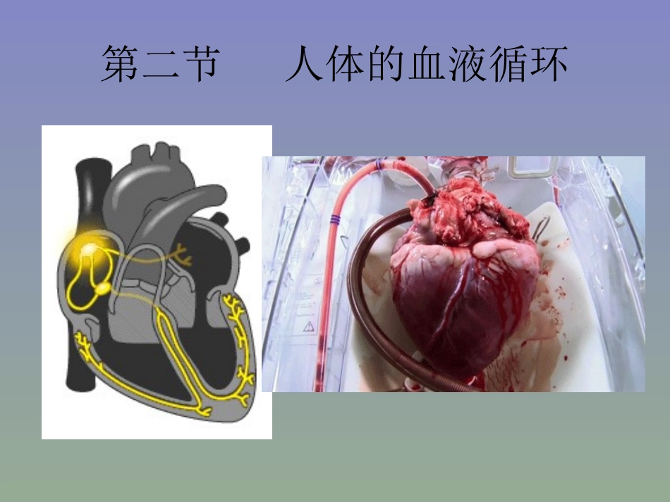 人体的血液循环_第2页