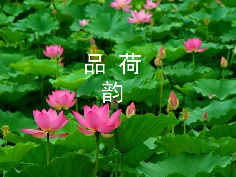 荷塘清韵 (2)_第2页