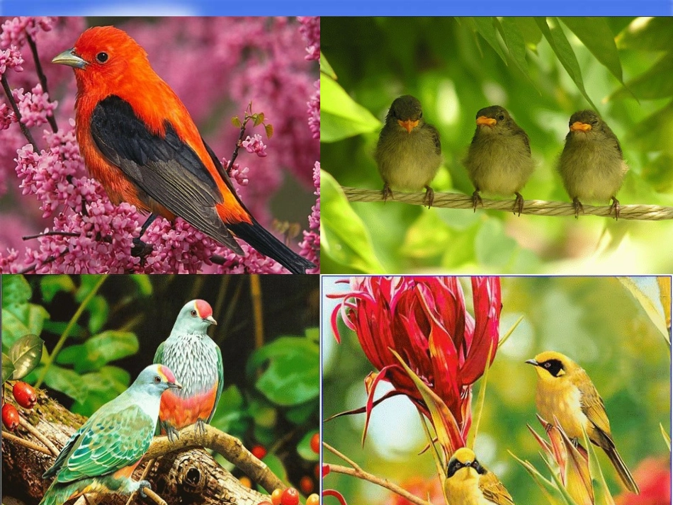 父亲和鸟课件_第2页