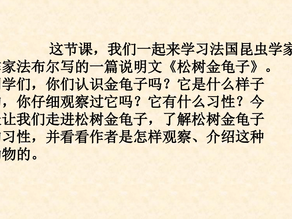 松鼠金龟子课件2_第2页