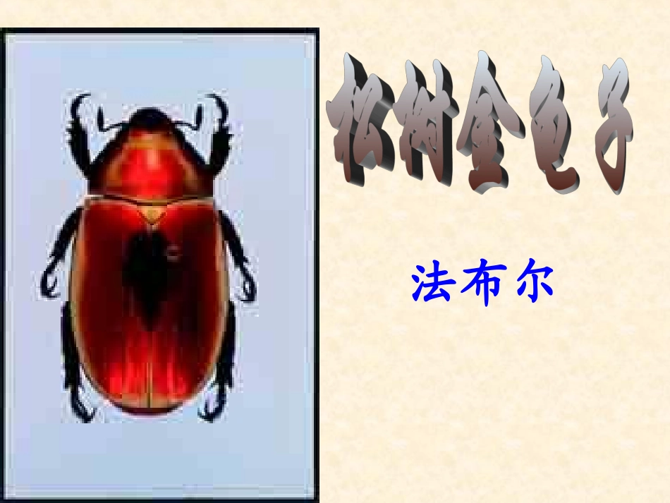 松鼠金龟子课件2_第3页