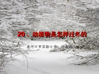 预备班科学上册课件