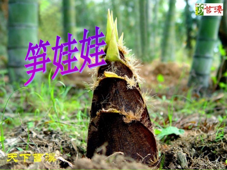 《笋娃娃》课件(语文A版小学语文一年级下册课件)_第3页