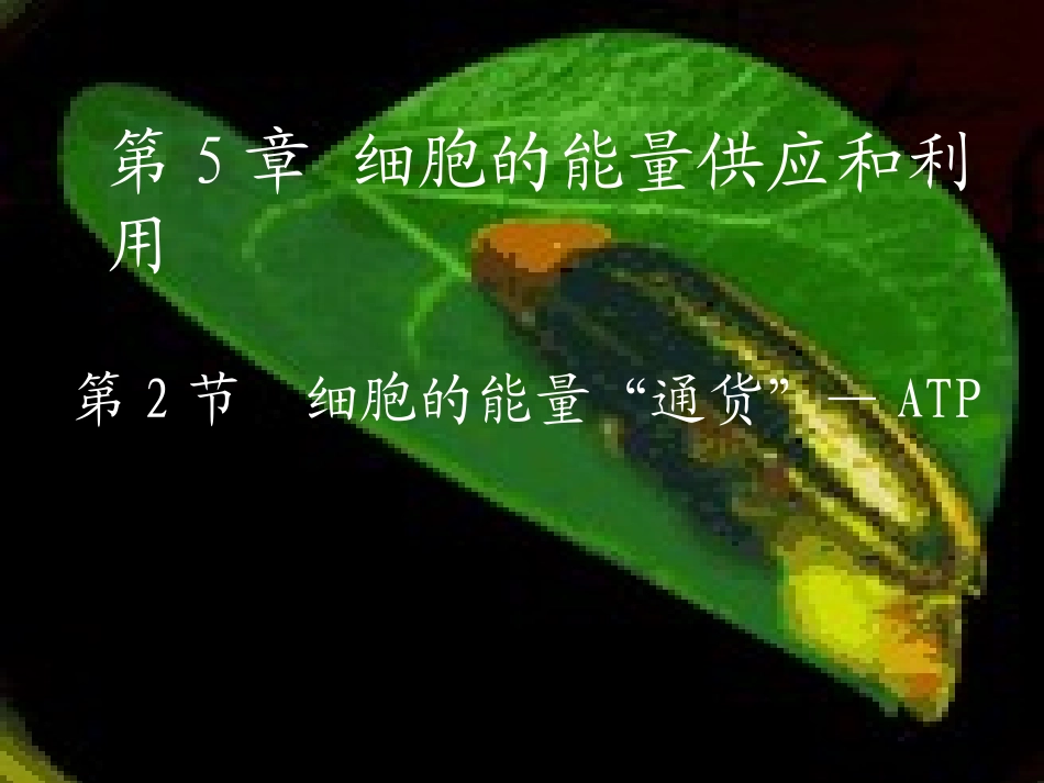 细胞的能量通货-ATP_第1页