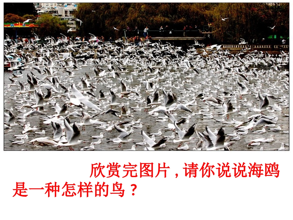 (顾振高)人教版六年级语文上册《老人与海鸥》欣赏_第3页