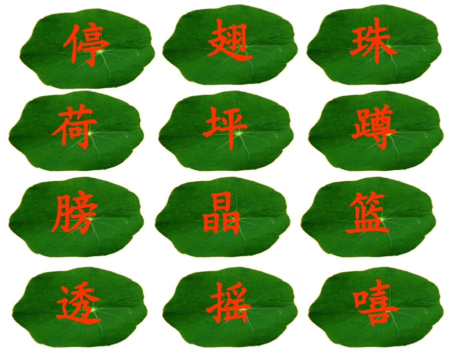 荷叶圆圆第二课时_第3页