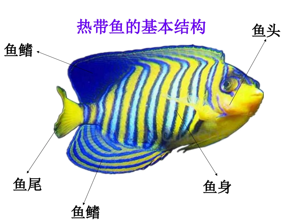 学前班《美丽的热带鱼》课件（三幼何怡静）_第3页