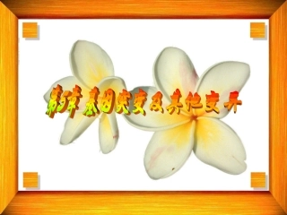基因突变及其他变异
