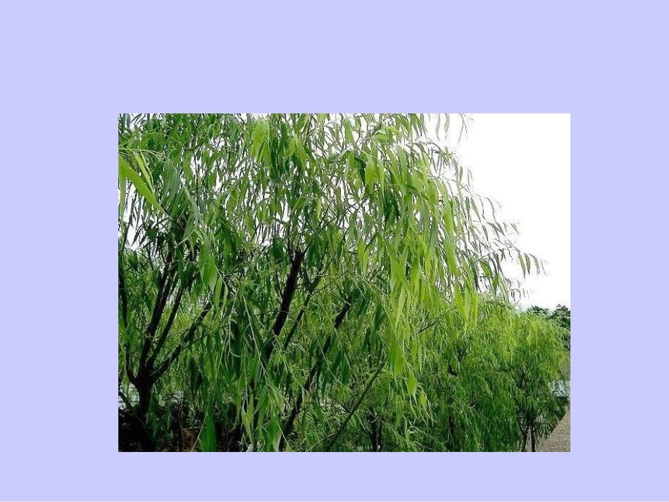 咏柳PPT课件_第3页