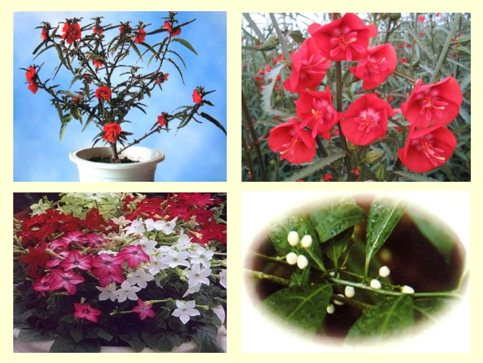 花钟PPT课件 (2)_第3页