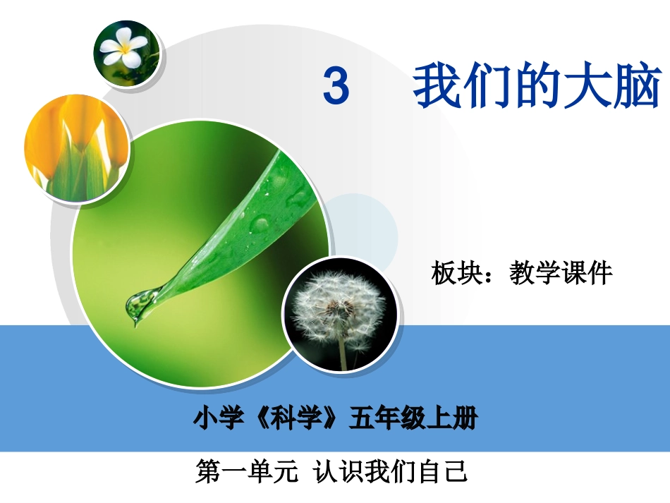 我们的大脑教学课件_第2页